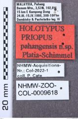 Etikett zu Melanotus walkeri (Platia & Schimmel, 2001)